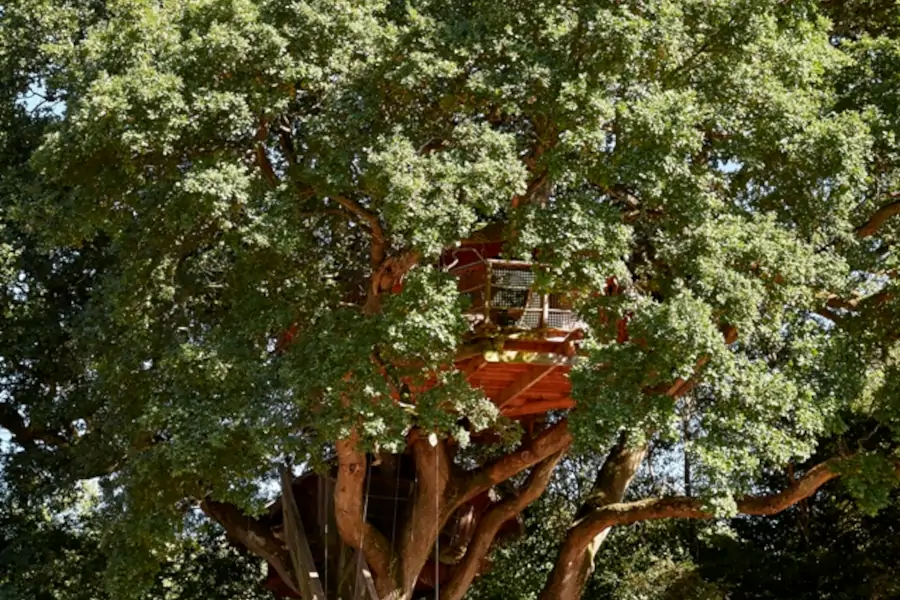 cabane dans l'arbre