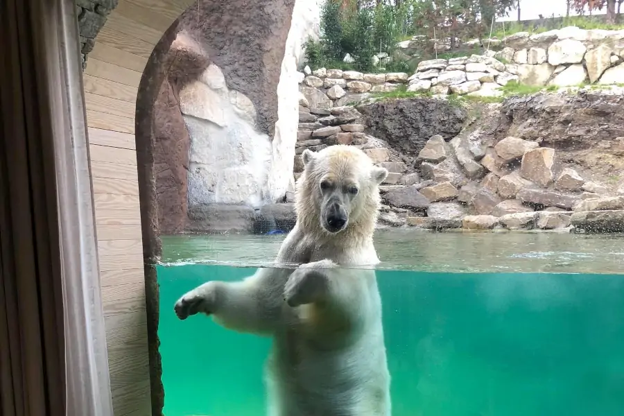 ours blanc derrière la vitre